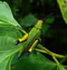 Eupropacris coerulea (Drury, 1773): Female, dorsal view of live specimen, from Zamakoe in the South Cameroon Plateau. 06/2017. (Otu).