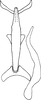 Aedeagus, ventral view on Eualebra gingerae Dietrich, 2013: Aedeagus, ventral view. (Observation).