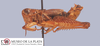 CollectionObject 1513133; d635d6bc-f50f-44a8-a251-ee5b94e7e869, MLP4257/1: male, lateral view (holotype). (CollectionObject).