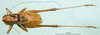 CollectionObject 1502454; 02321fdc-0c83-4931-9ff5-9f10a4472b2b: male, dorsal view (syntype). (CollectionObject).