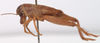 CollectionObject 1476559; 78218c33-1811-4ae4-98f5-918e69e029e6, CNMS 5531: male, lateral view (holotype). (CollectionObject).