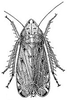 Habitus, dorsal view: !! display not done !! on Flexamia reflexa (Osborn & Ball, 1897): habitus. (Observation).