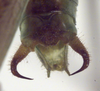 CollectionObject 1504241; a49d3223-9e2a-41b1-88c6-1603cc30e275: male cerci (holotype). (CollectionObject).