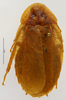 CollectionObject 1587195; MNHN(SF IMPORT DUPLICATE) MNHN-EP-EP1110, 400e7117-1779-4e2e-9bf3-35fab7a70837: CC BY-NC-ND 4.0/MNHN - Depraetere Marion - 2014. Holotype, female, of cariniceps Bolívar, 1897. Specimen number: MNHN-EP-EP1110. http://coldb.mnhn.fr/catalognumber/mnhn/ep/ep1110. (CollectionObject).