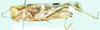 Oedaleus nigrofasciatus (De Geer, 1773): female, lateral view. (Otu).