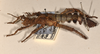 copyright OUMNH. male nymph, lateral view of synonym Heteropteryx castelnaudii (holotype). Depicts CollectionObject 1559035; f6337417-b377-4be5-a119-df6b5bb9f605, a CollectionObject.