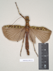 CollectionObject 1557222; NHMUK(SF IMPORT DUPLICATE) 845112, dfab928e-c74c-485d-b0ea-87ae5987a766: copyright Natural History Museum, London. female of synonym Perlamorphus hieroglyphicus (syntype) -- DOUBTFUL it is ex. Curtis coll. but regarded as a possible syntype. (CollectionObject).
