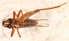 CollectionObject 1523746; 7b3cdb95-23d3-442c-af9d-6fe7c04ba3c7: male, ventral view (holotype). (CollectionObject).
