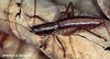 Anelytra (Anelytra) nigrifrons Redtenbacher, 1891: male. (Otu).