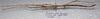 CollectionObject 1584647; da0c1fa0-703c-458c-9db5-514b5c36d0ec: (CollectionObject).