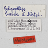 CollectionObject 1528783; 09869aa4-1c54-4719-92b8-fd66145fbacf: labels (holotype). (CollectionObject).