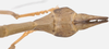 CollectionObject 1562978; 9f5e6eb8-25a1-4cf3-8adc-5644ba58e4a3: copyright F. Hennemann. male: end of abdomen, dorsal view (paratype). (CollectionObject).;CollectionObject 1562979; aa227a08-3252-426d-b1c8-c0d5961a3b34: copyright F. Hennemann. male: end of abdomen, dorsal view (paratype). (CollectionObject).