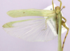 CollectionObject 1569167; 98c3e9bc-20b8-482e-856f-b775b81c68f5, cbt101s01: female, dorsal view. (CollectionObject).