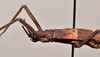 CollectionObject 1598210; 88413392-e6fa-4453-b088-89b2a99cef5a, QM T258501: copyright QM. male: head & thorax, lateral view (paratype). (CollectionObject).