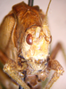 CollectionObject 1568259; e9e073e5-51b5-4ce5-8ad4-e1c01cf1af14: male, frontal view (holotype of Angustithorax spiniger). (CollectionObject).