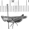CollectionObject 1524944; 6d34e0e7-a4cf-453f-9d7f-1b670a633047: male (holotype of Gomphocerus meridionalis). (CollectionObject).