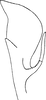 Aedeagus, lateral view: Aedeagus, lateral view. (Observation).