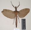 CollectionObject 1561317; 3b63e369-6f7c-4c01-a5e8-036ce3dcb000: copyright Natural History Museum, London. female (holotype). (CollectionObject).