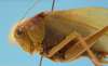 male, pronotum and head lateral view (syntype of Microcentrum bicentenarium). Depicts CollectionObject 1542957; DEES MZLQ-I0099', c61bc725-75d2-4d06-8500-6681b05e5709, a CollectionObject.