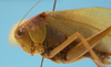 CollectionObject 1542957; DEES MZLQ-I0099', c61bc725-75d2-4d06-8500-6681b05e5709: male, pronotum and head lateral view (syntype of Microcentrum bicentenarium). (CollectionObject).