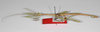 CollectionObject 1576614; 04e63718-9693-498a-925e-4acc8d677421: copyright USNM, Washington. male, lateral view (paratype). (CollectionObject).;CollectionObject 1576615; 6b99b982-327a-4ec0-b37d-1dfcae616e79: copyright USNM, Washington. male, lateral view (paratype). (CollectionObject).