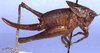 female, lateral view (paratype). Depicts Aglaothorax longipennis (Rentz & Weissman, 1981), an Otu.