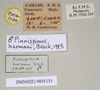 Ommatopseudes harmani (Brock, 1995): copyright Natural History Museum, London. male, data labels (paratype). (Otu).