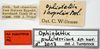 CollectionObject 1585651; 41a06555-6615-47c9-b98d-f3ffb835eaa0: male, labels (paratype). (CollectionObject).