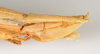 CollectionObject 1562287; abdeb8a4-e709-43a8-b887-1a9168f0d802: copyright ZMUH, Hamburg. female: end of abdomen, lateral view (holotype). (CollectionObject).