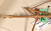 CollectionObject 1556950; 9f2cbcc4-4dea-4813-8016-e8a89e139151: copyright UMO, Oxford. male: head and thorax, lateral view (syntype). (CollectionObject).;CollectionObject 1556951; 112d4c60-f82e-4830-a689-d06ca3356b17: copyright UMO, Oxford. male: head and thorax, lateral view (syntype). (CollectionObject).