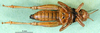 CollectionObject 1502039; 0cf8546a-e828-48b4-87f0-b74d30996d9e: female, ventral view (paralectotype). (CollectionObject).
