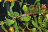 Nuichua rabaeyae Bresseel & Constant, 2018: copyright Paul D. Brock. Mating pair, culture stock ex. Vietnam: Nui Chua NP. (Otu).