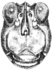 Neotettix femoratus (Scudder, 1869): Fig. 105. female, head, facial view (ecotype bolteri). (Otu).