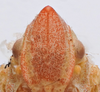 Head: !! display not done !! on Colgar peracutus (Walker, 1858): (Observation).