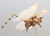CollectionObject 1505919; 694fd9be-322c-4d9f-bc3c-da583893cddf: 2010. male, right lateral view (holotype). (CollectionObject).
