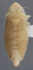 Habitus, dorsal view on Arocephalus (Arocephalus) languidus (Flor, 1861): Dorsal - Male. (Observation).