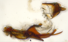 Aedeagus, lateral view on Bhatia Distant, 1908 nsp 841688: (Observation).
