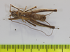 CollectionObject 1565389; f979c45a-6910-4a0e-90d6-36a6c301d586: male, ventral view (holotype). (CollectionObject).