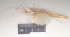 CollectionObject 1560062; NHMUK(SF IMPORT DUPLICATE) 844794, 963f9ea1-cfa5-4832-88c4-3b766c0ac107: copyright Natural History Museum, London. female, lateral view (holotype). (CollectionObject).