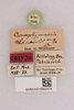 CollectionObject 2052371; 8e8885d0-5e7c-46e7-8395-35ce71cbff69, NHMUK015982474: labels (paralectotype). (CollectionObject).