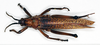 CollectionObject 1580388; 510ed40a-2848-4d6f-9822-4d81dd898944: male, dorsal view (paralectotype). (CollectionObject).