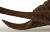 female ovipositor (syntype). Depicts CollectionObject 1529740; d034ab3c-e6d6-4733-9c65-4f80df5c0fed, a CollectionObject.;female ovipositor (syntype). Depicts CollectionObject 1529741; 2afb29c9-0efc-42f9-9cc6-458458bd1a39, a CollectionObject.