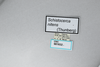 CollectionObject 2868645; 052582fc-c7e9-44f3-a4bd-71e186c75dcc, CNCI 981632: Schistocerca nitens. (CollectionObject).