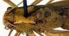 CollectionObject 1500649; d6e67def-a273-474a-b973-eeb11d67219e, DORSA BTisoschS01: male, head, pronotum and tegmina, dorsal view (syntype). (CollectionObject).