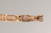 CollectionObject 1559190; 757e84e3-b278-4b57-80c7-bf8a63723ab9: copyright Natural History Museum, London. male: end of abdomen, ventral view (lectotype). (CollectionObject).