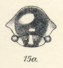 Head on Darnis partita Walker, 1858: (Observation).