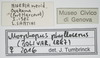 CollectionObject 1577223; 388d2b18-a1ca-45a3-980b-39d3ffd46ae6: labels. (CollectionObject).