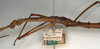 CollectionObject 1557229; NMW 710, f8bca9c9-5d03-41ed-b332-0957540aa79c: copyright NMW, Vienna. female: head and thorax, lateral view (holotype). (CollectionObject).