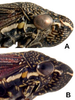 Head: !! display not done !! on Cuerna gladiola Oman & Beamer, 1944: Head and thorax in lateral view. (Observation).