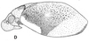 Habitus, lateral view on Orthorapha (Orthorapha) cassidioides Westwood, 1832: (Observation).